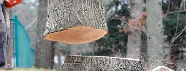 Best Tree Cabling and Bracing  in Green, OR